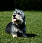 Picture of dandie dinmont sitting on grass