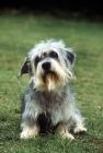 Picture of dandie dinmont sitting on grass with head on one side