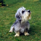 Picture of dandie dinmont sitting on grass