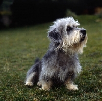 Picture of dandie dinmont sitting on grass