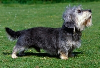 Picture of dandie dinmont standing on grass
