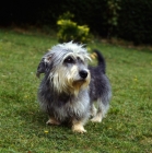 Picture of dandie dinmont standing on grass