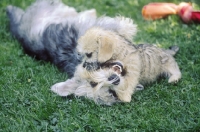 Picture of Dandie Dinmont Terrier male playing with mustard coloured puppy