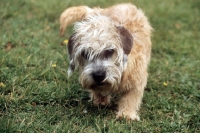 Picture of dandie dinmont, the tough guy