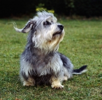 Picture of dandie dinmont with ears flying sitting on grass