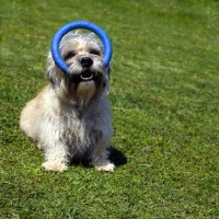 Picture of dandie dinmont with toy ring in her mouth