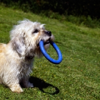 Picture of dandie dinmont with toy ring in her mouth