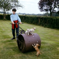 Picture of dangerous action by boy with garden roller and chihuahuas