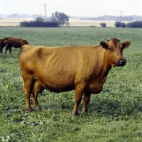 Picture of danish red cow in germany, side view