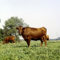 Picture of danish red cow in germany, side view