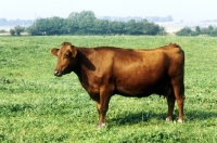 Picture of danish red cow side view