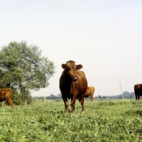 Picture of danish red cow standing in field in germany