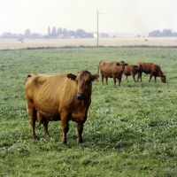 Picture of danish red cows in field in germany