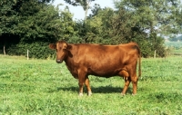 Picture of danish red cow