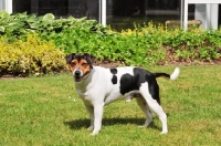 Picture of danish swedish farmdog in garden