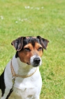 Picture of danish swedish farmdog on leash