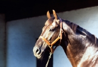 Picture of danish thoroughbred, flying drumstick, portrait