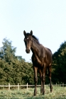 Picture of danish warm blood foal