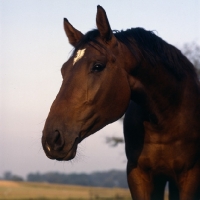 Picture of Danish Warmblood head  