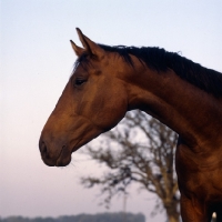 Picture of Danish Warmblood head and shoulders 
