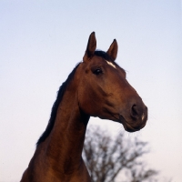 Picture of Danish Warmblood head low angle shot 