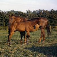 Picture of Danish Warmblood with foal in evening light