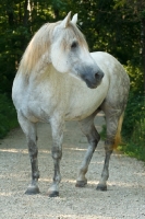 Picture of dappled grey Quarter horse