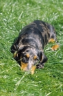 Picture of dappled smooth dachshund lying down