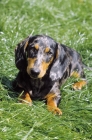 Picture of dappled smooth dachshund