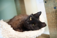 Picture of dark brown cat lying on side