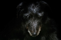 Picture of dark lurcher