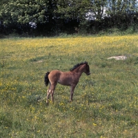 Picture of Dartmoor foal full body 