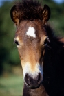 Picture of Dartmoor foal head 