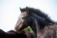 Picture of dartmoor foal