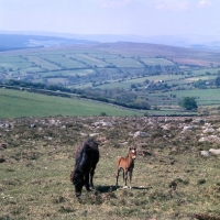 Picture of Dartmoor mare and foal in Dartmoor scenery