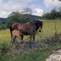 Picture of Dartmoor mare and foal near Widecombe in the Moor