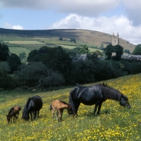 Picture of dartmoor mare at widecombe, with filly foal shilstone rocks another bunch (when adult HOYS finalist and third in that event, leading brood mare of her day). 