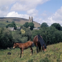 Picture of Dartmoor mare grazing with foal at Widecome