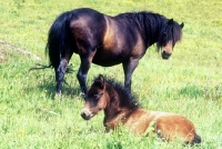 Picture of dartmoor mare looking at her foal