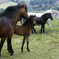 Picture of Dartmoor mare nuzzling her foal with group 