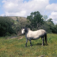 Picture of Dartmoor mare on the moor full body 