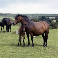 Picture of dartmoor mare standing over her foal 