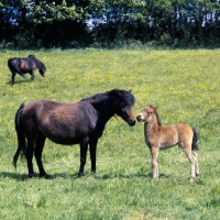 Picture of Dartmoor mare talking to her foal full body  