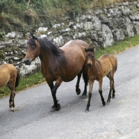 Picture of Dartmoor mare walking with foals dartmoor road returning from the moor