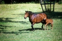 Picture of dartmoor mare walking with her foal