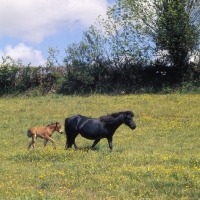 Picture of dartmoor mare with foal , (when adult HOYS finalist and third in that event, leading brood mare of her day)