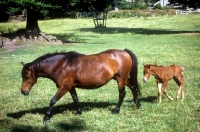 Picture of dartmoor mare with foal following her