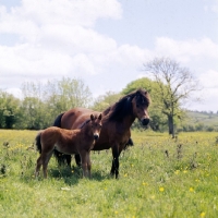 Picture of Dartmoor mare with foal full body 