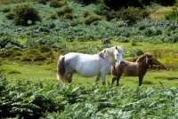 Picture of dartmoor mare with her foal