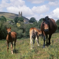 Picture of Dartmoor mare with two foals at widecome in the moor